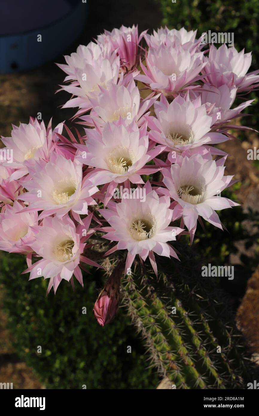 Ein echinopsis-Kaktus mit rosa Blten Stockfotografie - Alamy