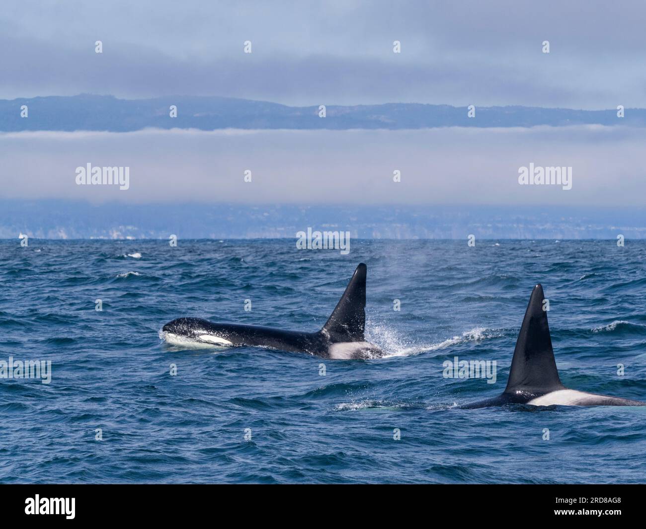 Transient Male Killer Wales (Orcinus orca), die im Monterey Bay Marine Sanctuary, Monterey, Kalifornien, USA, Nordamerika auftauchen Stockfoto