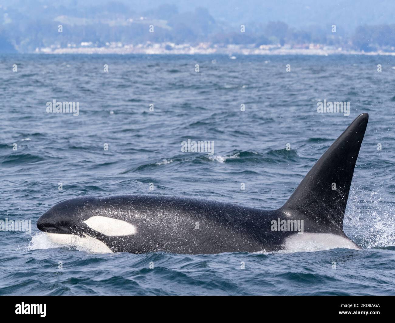 Transient Male Killer Wale (Orcinus orca), die im Monterey Bay Marine Sanctuary, Monterey, Kalifornien, USA, Nordamerika auftauchen Stockfoto