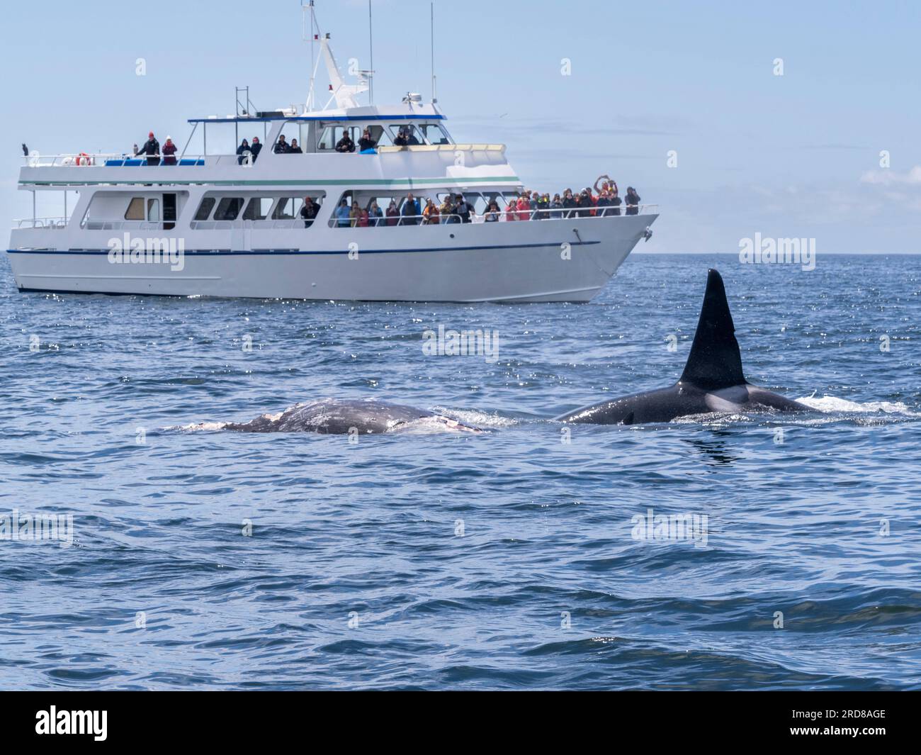 Im Monterey Bay Marine Sanctuary, Kalifornien, USA, gibt es eine Gruppe von transienten Killerwalen (Orcinus orca), die sich von einem grauen Kalbkörper ernähren Stockfoto