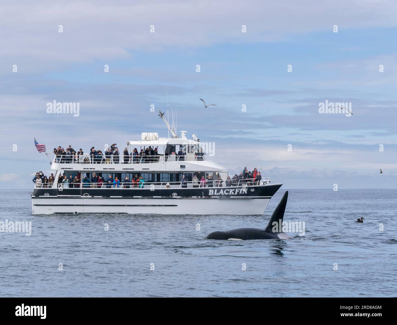 Im Monterey Bay Marine Sanctuary, Kalifornien, USA, gibt es zahlreiche kleine Killerwale (Orcinus orca) in der Nähe eines Walbeobachtungsboots Stockfoto