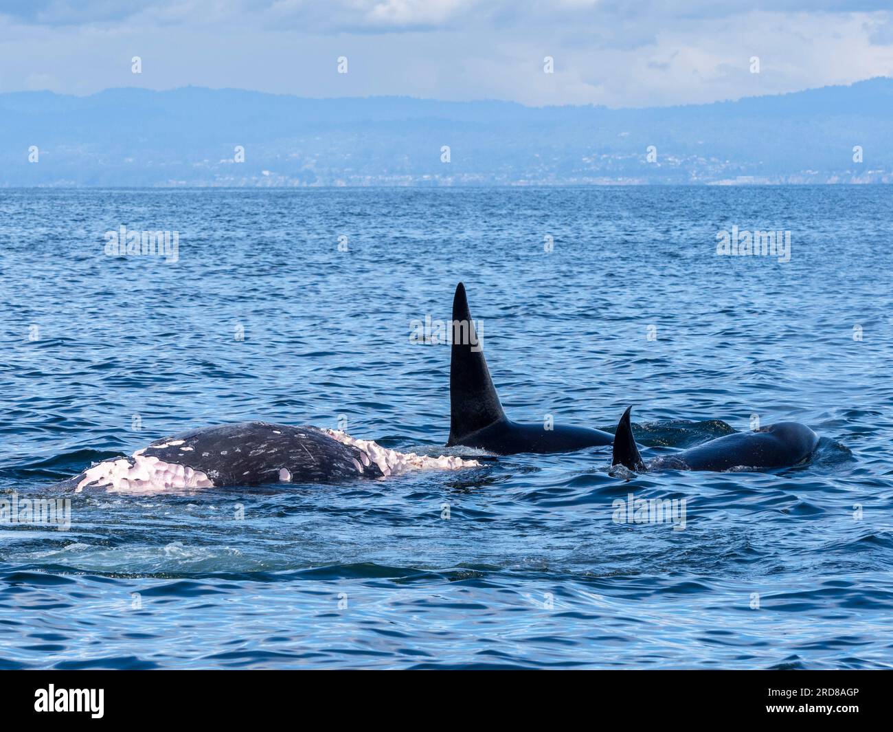Im Monterey Bay Marine Sanctuary, Kalifornien, USA, gibt es eine Gruppe von transienten Killerwalen (Orcinus orca), die sich von einem grauen Kalbkörper ernähren Stockfoto