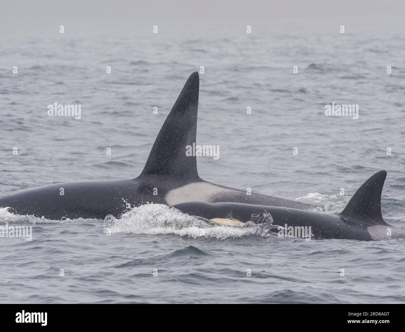 Im Monterey Bay Marine Sanctuary, Kalifornien, USA, gibt es eine Gruppe von transienten Killerwalen (Orcinus orca), die einen Elefanten fangen und töten Stockfoto