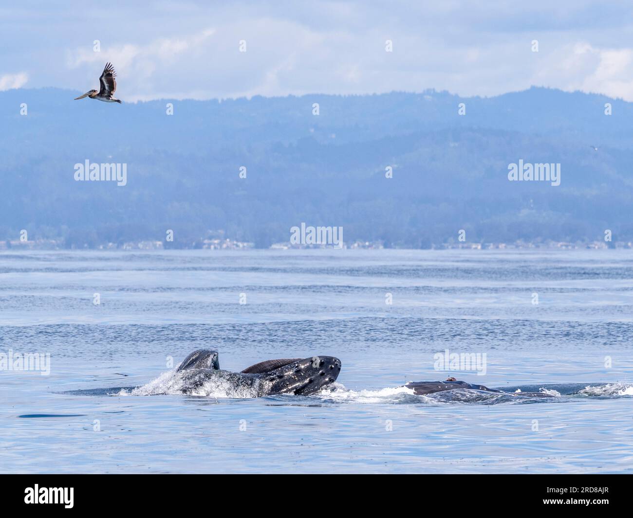 Zwei ausgewachsene Buckelwale (Megaptera novaeangliae), die im Monterey Bay Marine Sanctuary, Kalifornien, USA, einen Ausfallschritt an der Oberfläche machen Stockfoto