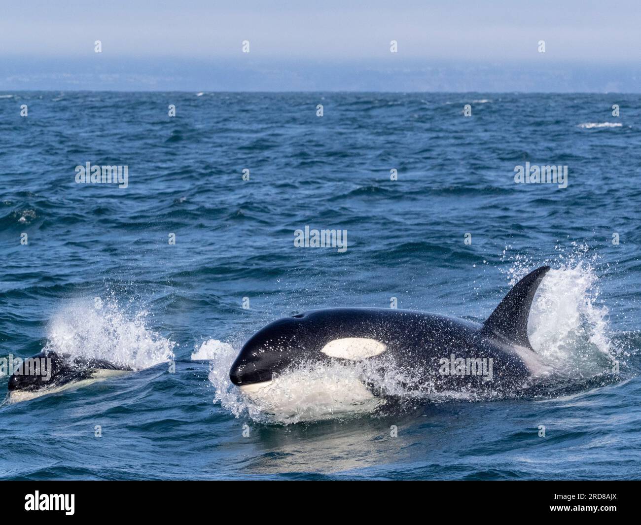 Transiente Killerwale (Orcinus orca), die im Monterey Bay Marine Sanctuary, Monterey, Kalifornien, USA, Nordamerika auftauchen Stockfoto