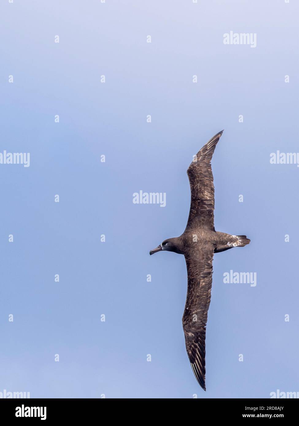 Erwachsene Schwarzfußalbatros (Phoebastria nigripes), im Flug im Monterey Bay Marine Sanctuary, Monterey, Kalifornien, USA Stockfoto