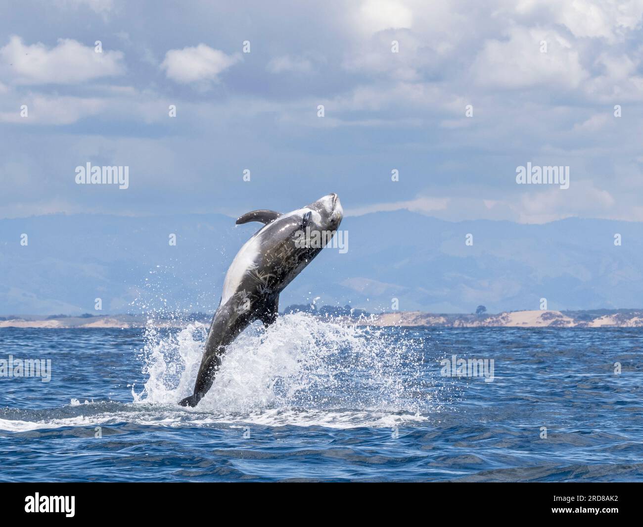 Erwachsener Risso-Delfin (Grampus griseus), der im Monterey Bay Marine Sanctuary, Kalifornien, USA, Nordamerika, in die Luft springt Stockfoto