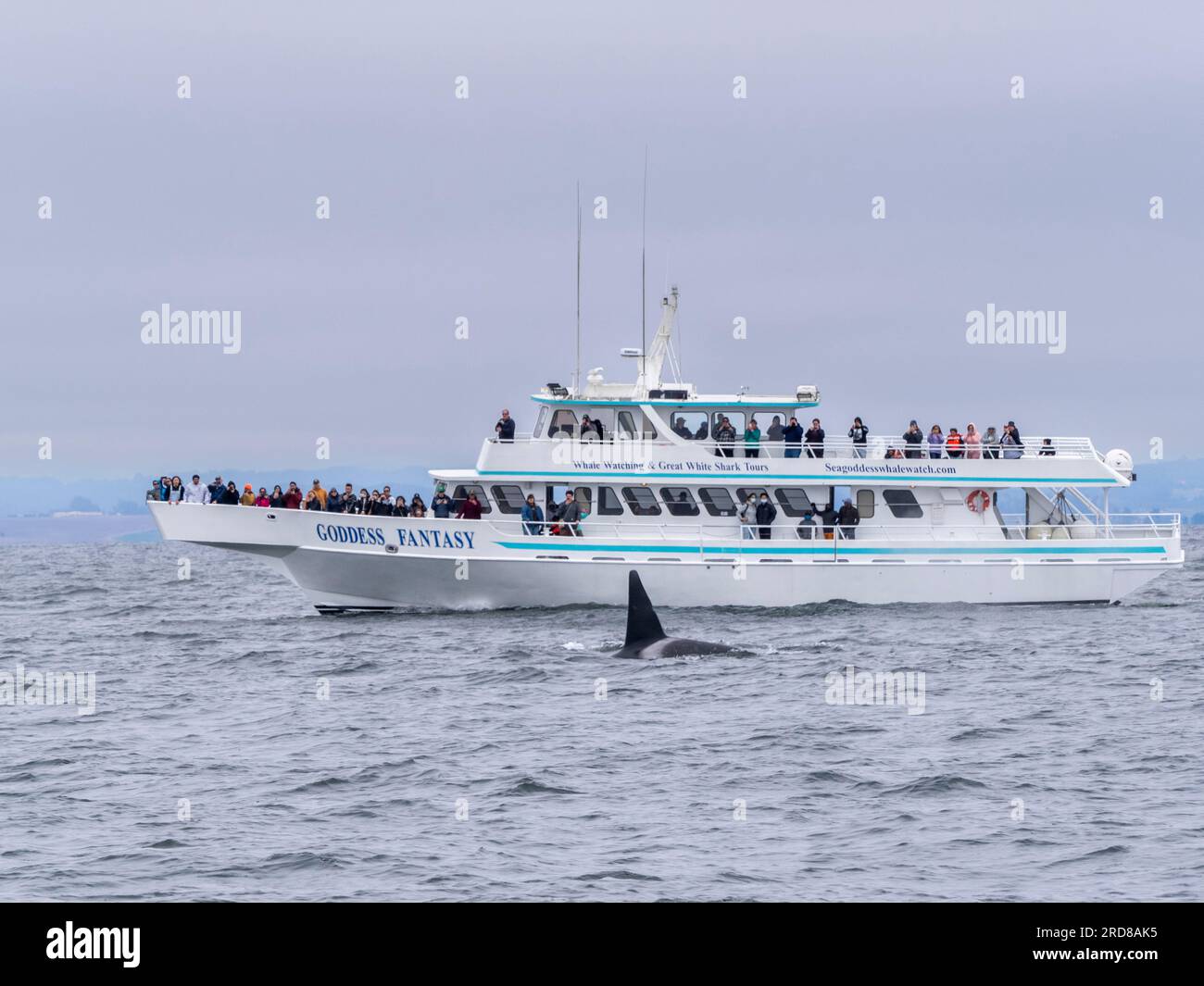 Kommerzielles Walbeobachtungsboot Goddess Fantasy im Monterey Bay Marine Sanctuary, Kalifornien, USA, Nordamerika Stockfoto