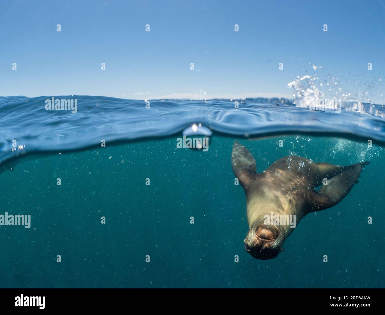 Kalifornischer Seelöwe (Zalophus californianus), Unterwasser auf der Isla San Pedro Martir, Baja California, Mexiko, Nordamerika Stockfoto