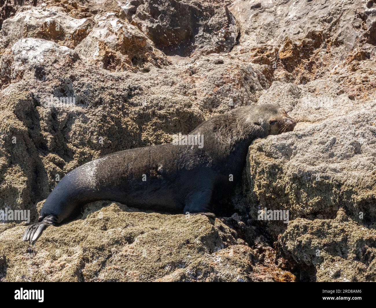 Ausgewachsener männlicher Guadalupe-Seehund (Arctocephalus townsendi), herausgezogen, Isla San Pedro Martir, Baja California, Mexiko, Nordamerika Stockfoto