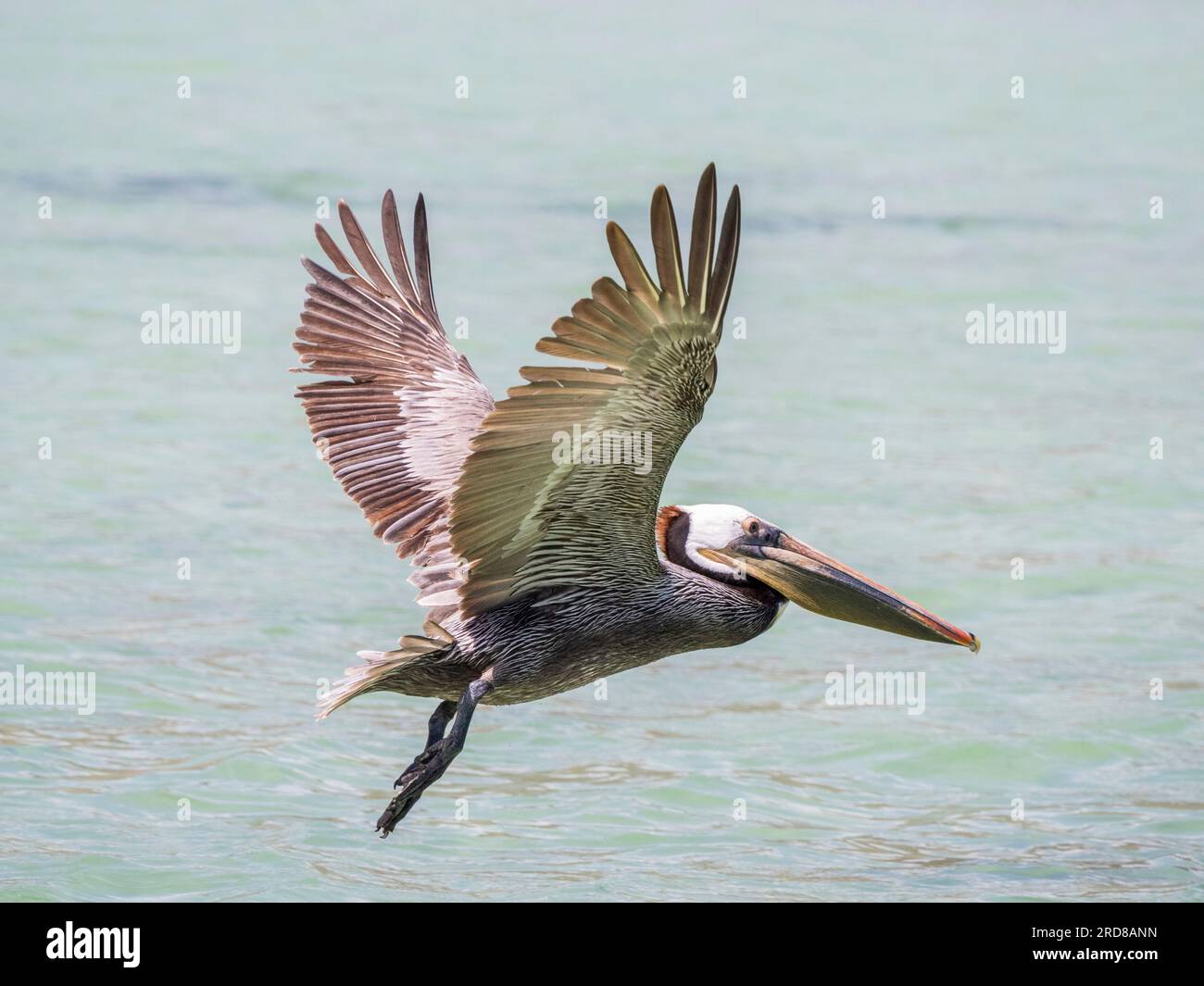 Adulter brauner Pelikan (Pelecanus occidentalis), im Flug in Concepcion Bay, Baja California, Mexiko, Nordamerika Stockfoto