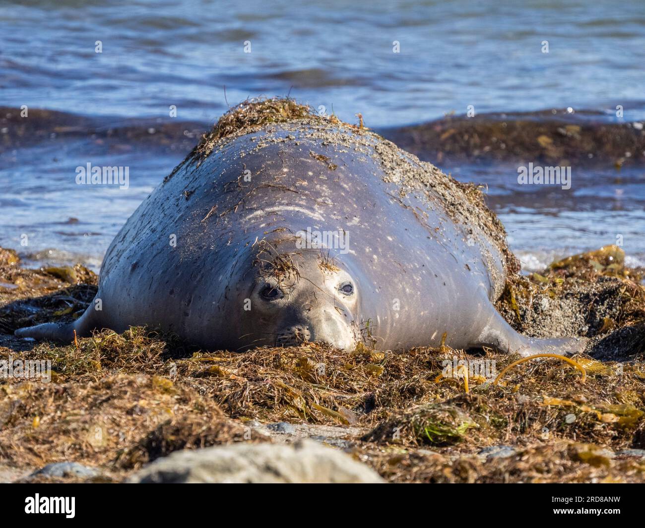 Adulte nördliche Elefantenrobbe (Mirounga angustirostris), Benito del Oeste Island, Baja California, Mexiko, Nordamerika Stockfoto