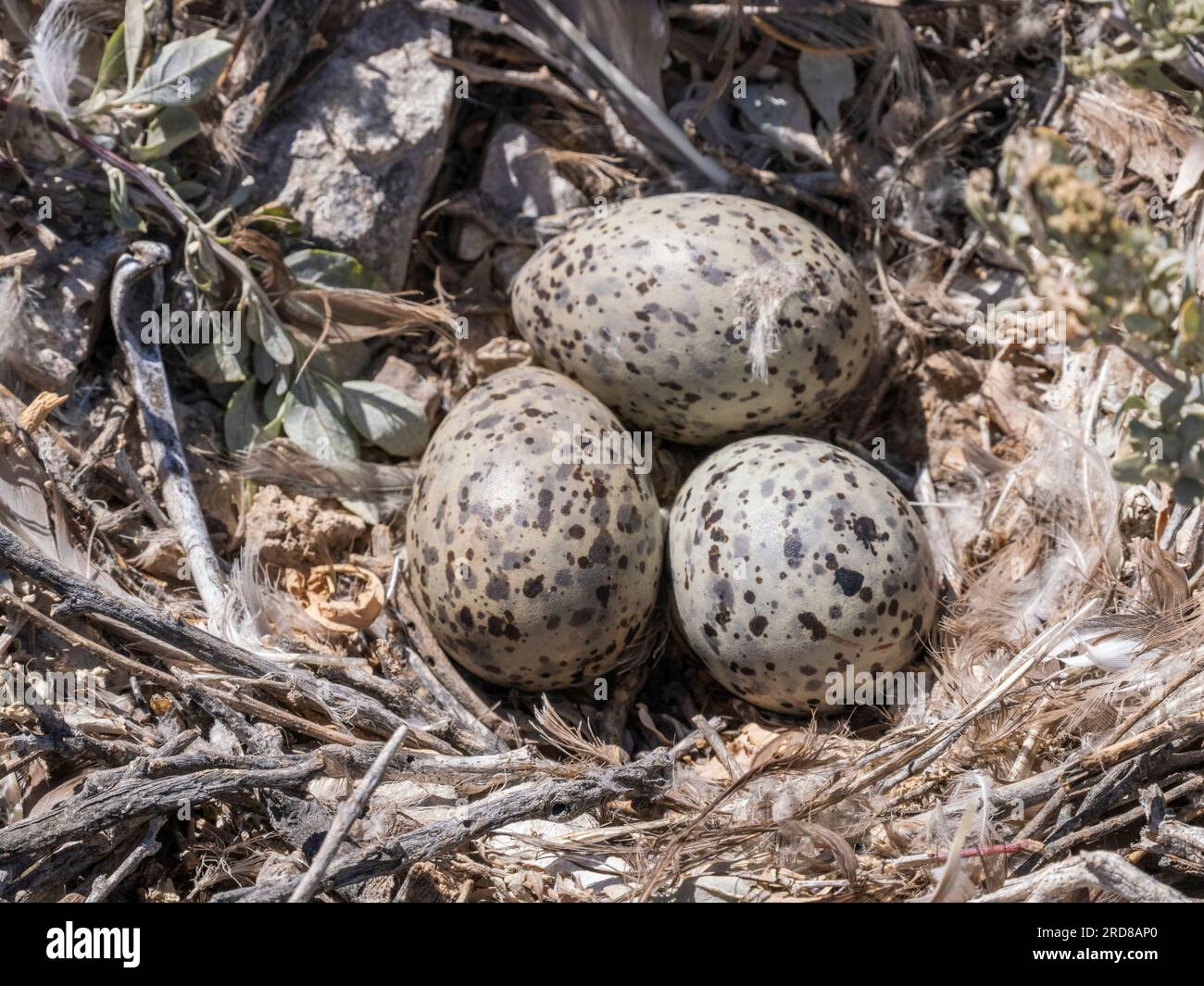 Heermanns Möwe (Larus heermanni), Ei-Kupplungseinheit in der Zuchtkolonie auf Isla Rasa, Baja California, Mexiko, Nordamerika Stockfoto