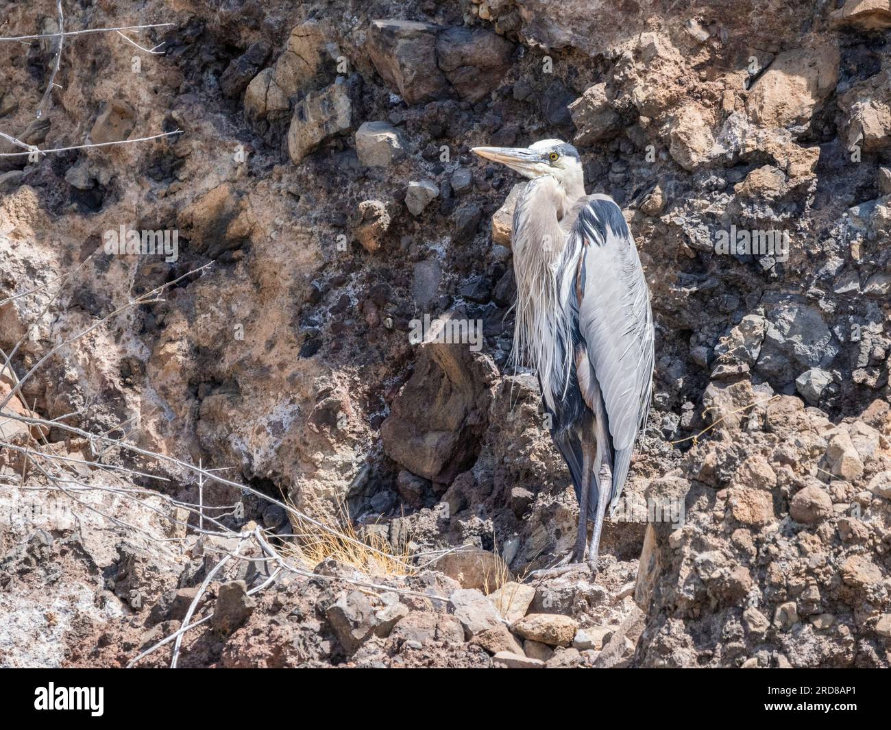 Erwachsener großer blauer Reiher (Ardea herodias), sonnenbaden auf der Isla Ildefonso, Baja California, Mexiko, Nordamerika Stockfoto