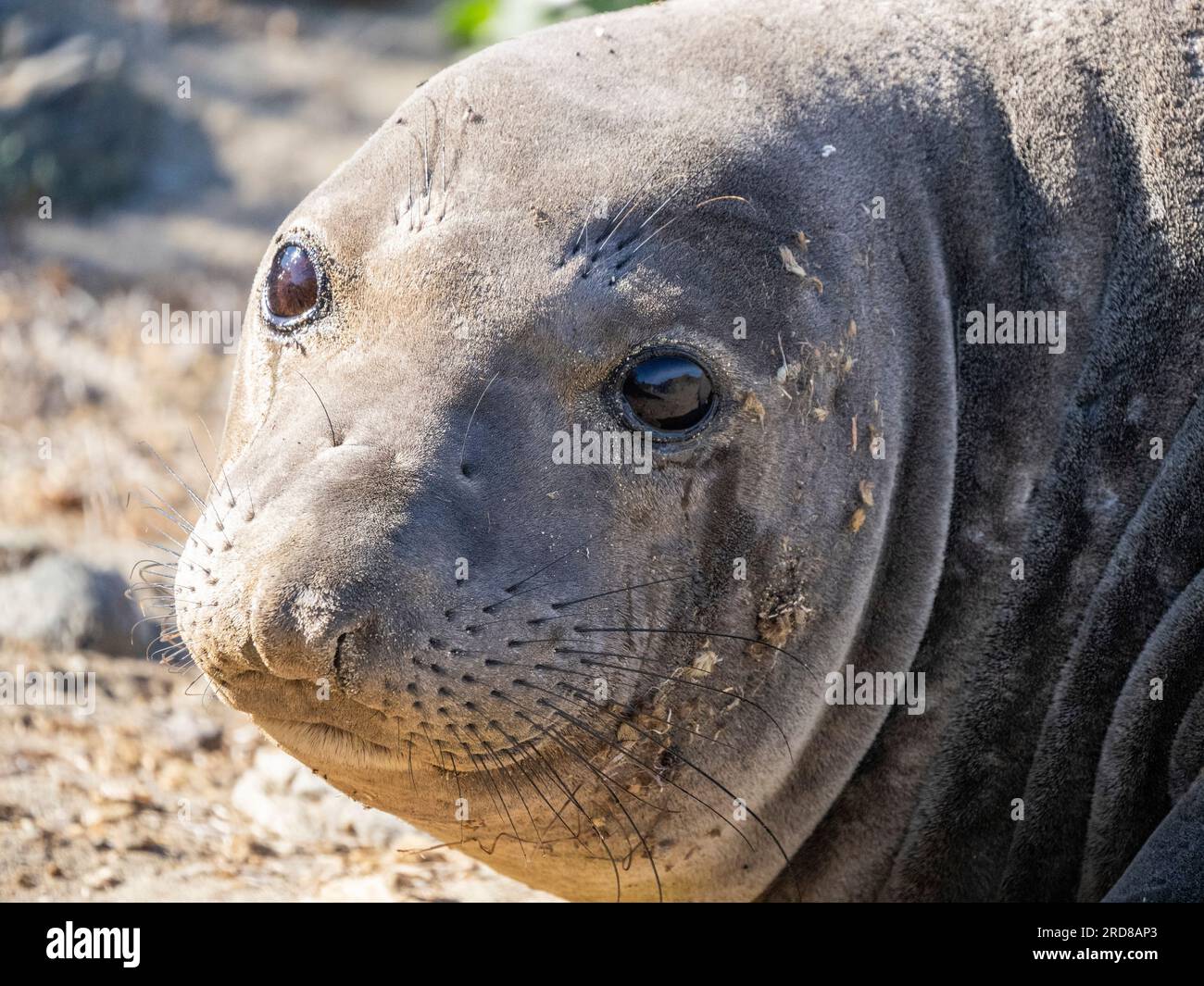 Junge nördliche Elefantenrobbe (Mirounga angustirostris), Kopfdetails, Benito del Oeste Island, Baja California, Mexiko, Nordamerika Stockfoto