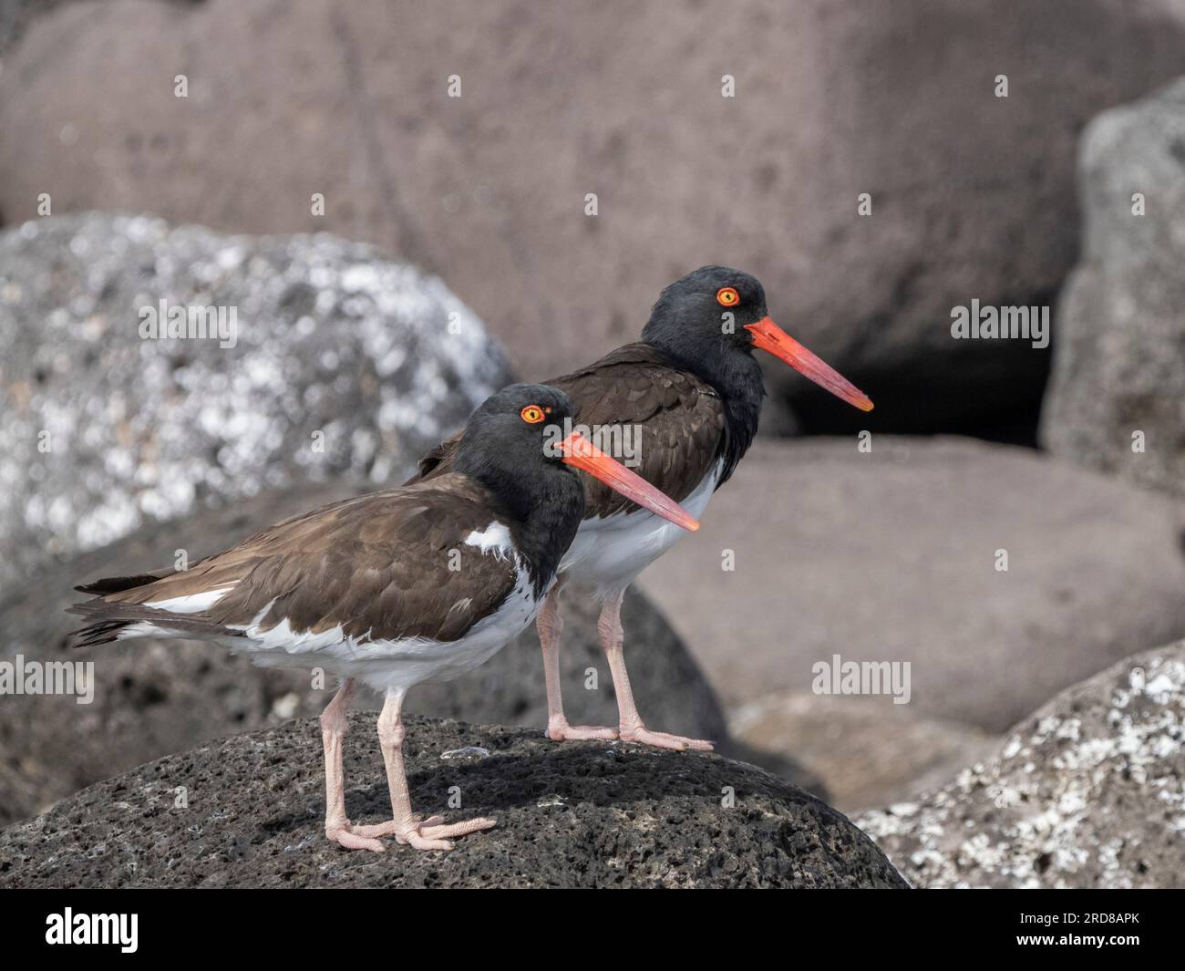 Ein Paar amerikanische Austernfischer (Haematopus palliatus), die entlang der Küste jagen, Isla Rasa, Baja California, Mexiko, Nordamerika Stockfoto