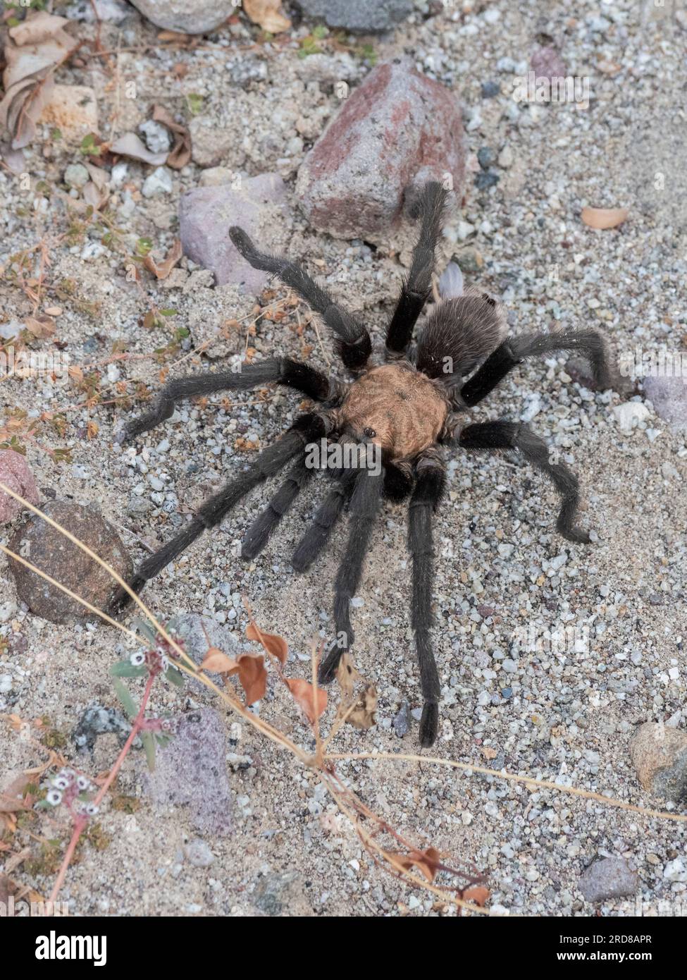 Adulte Tarantel (Aphonopelma spp.), in der Nähe von San Jose del Cabo, Baja California Sur, Mexiko, Nordamerika Stockfoto