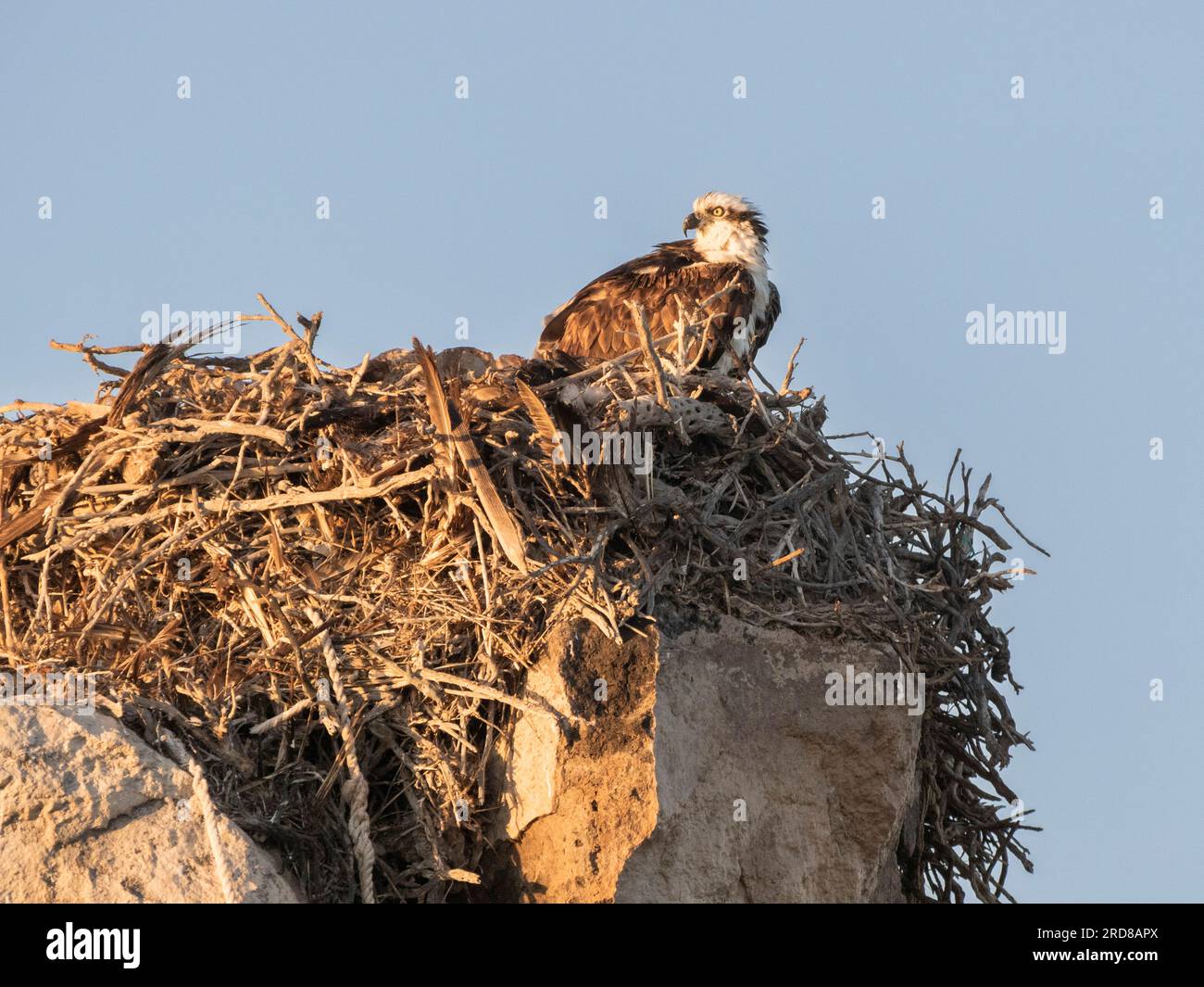 Ausgewachsener Fischadler (Pandion haliaetus), auf einem Nest, das im Laufe der Jahre gebaut wurde, Isla Rasa, Baja California, Mexiko, Nordamerika Stockfoto