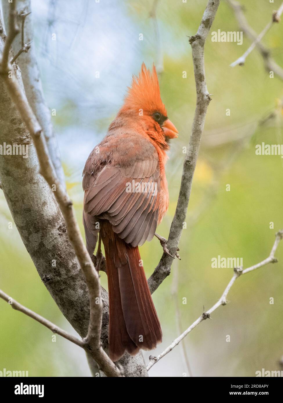 Erwachsener männlicher Kardinal (Cardinalis cardinalis), hoch oben in einem Baum, San Jose del Cabo, Baja California Sur, Mexiko, Nordamerika Stockfoto