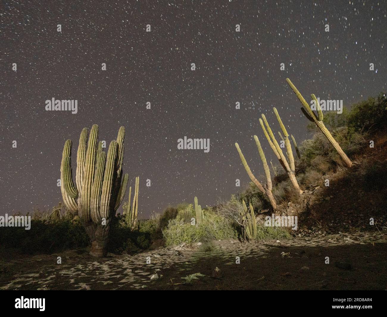 Nachtfotografie eines Kardon-Kaktuswaldes (Pachycereus pringlei) auf San Jose Island, Baja California Sur, Mexiko, Nordamerika Stockfoto