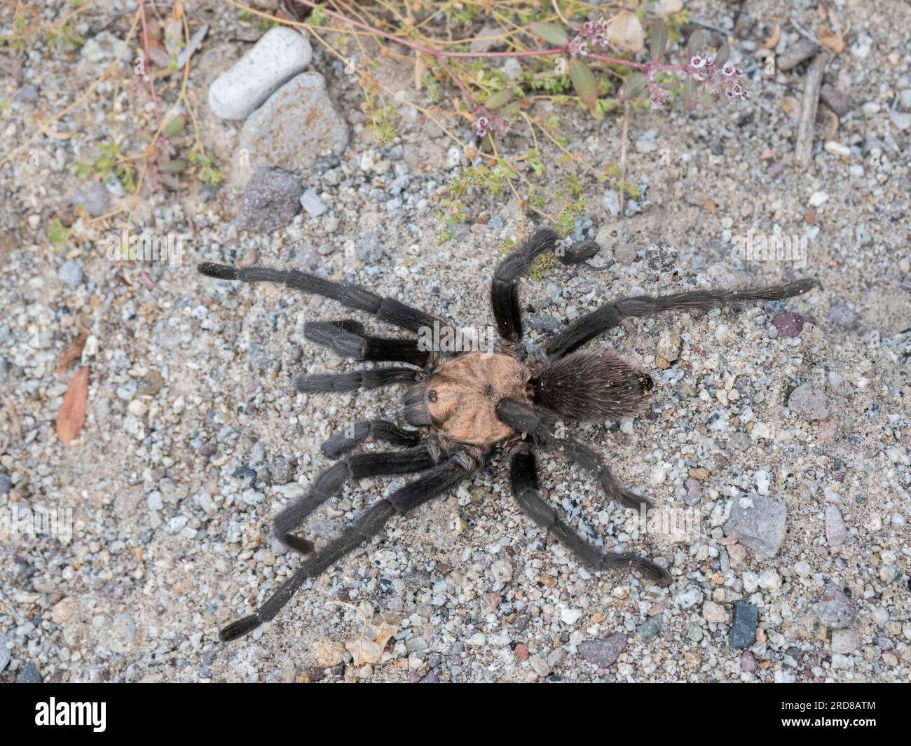 Adulte Tarantel (Aphonopelma spp.), in der Nähe von San Jose del Cabo, Baja California Sur, Mexiko, Nordamerika Stockfoto