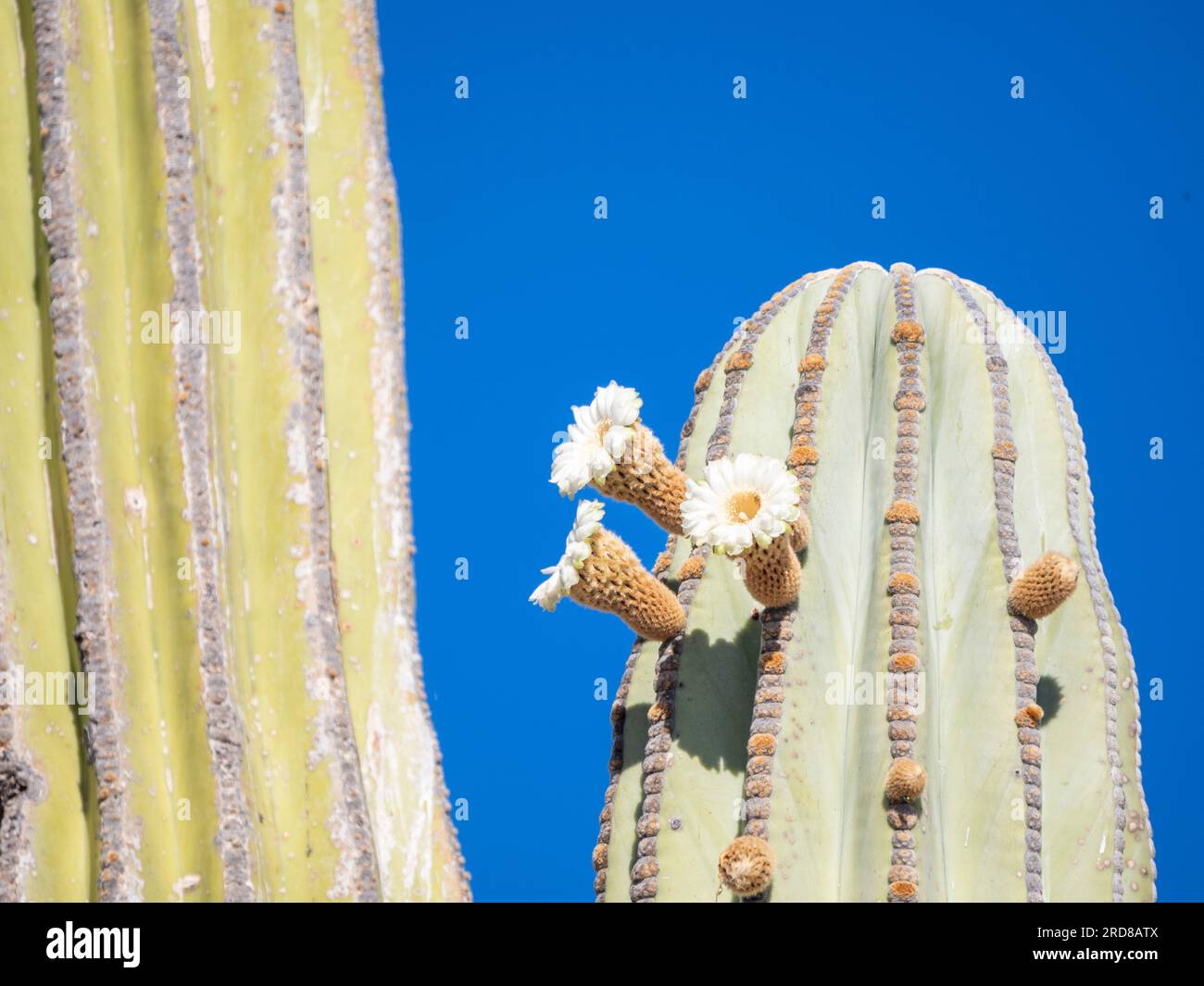 Cardon cactus (Pachycereus pringlei), blühende Details auf Isla San Esteban, Baja California, Mexiko, Nordamerika Stockfoto