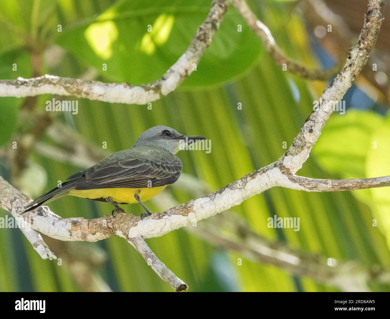 Ausgewachsener tropischer Königsvogel (Tyrannus melancholicus), hoch oben in einem Baum auf Coiba Island, Panama, Mittelamerika Stockfoto