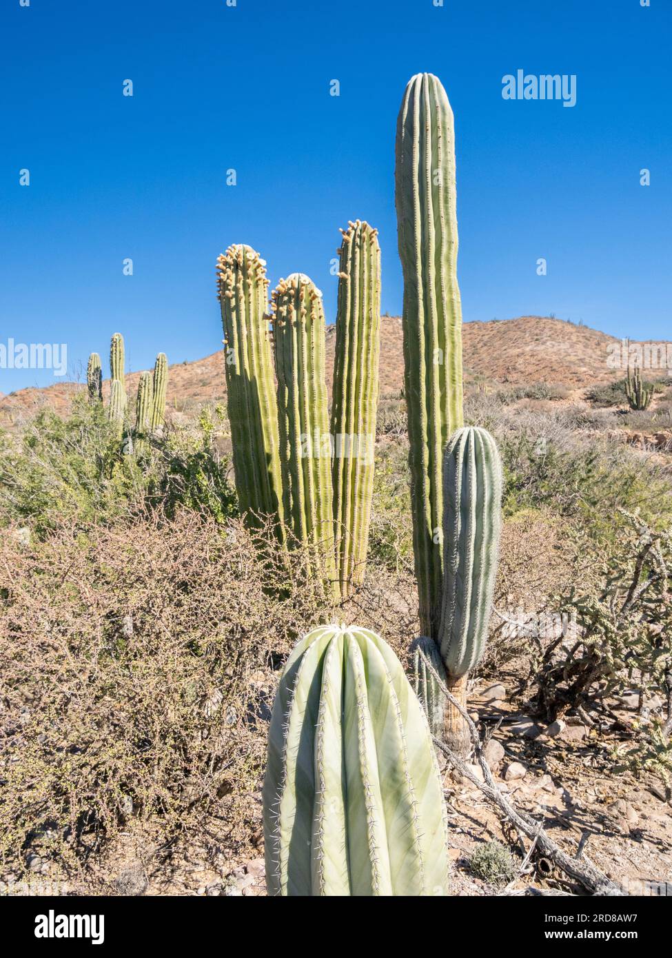 Cardon cactus (Pachycereus pringlei), blühend auf der Isla San Esteban, Baja California, Mexiko, Nordamerika Stockfoto