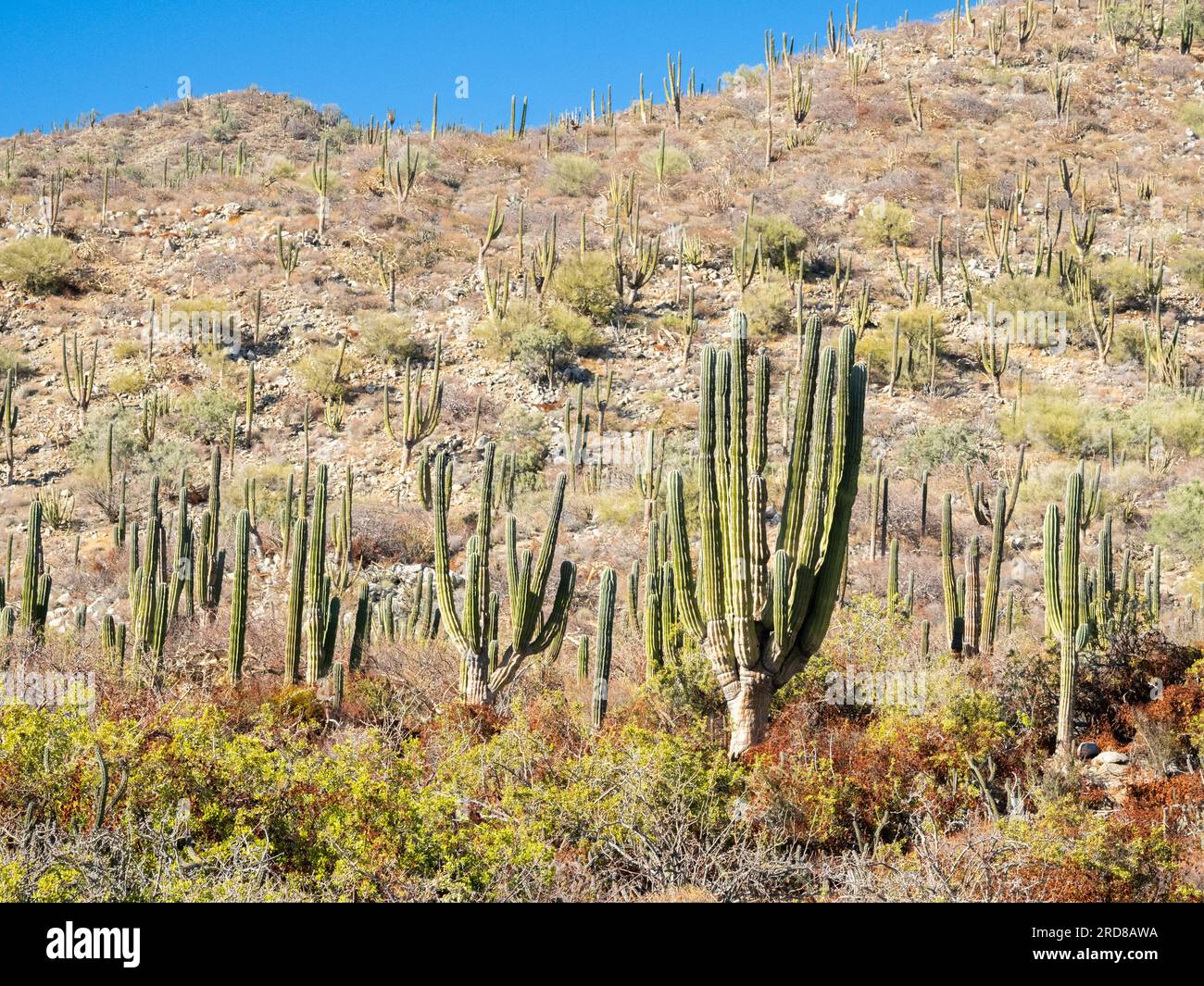 Cardon cactus (Pachycereus pringlei), Wald auf der Isla San Jose, Baja California Sur, Mexiko, Nordamerika Stockfoto