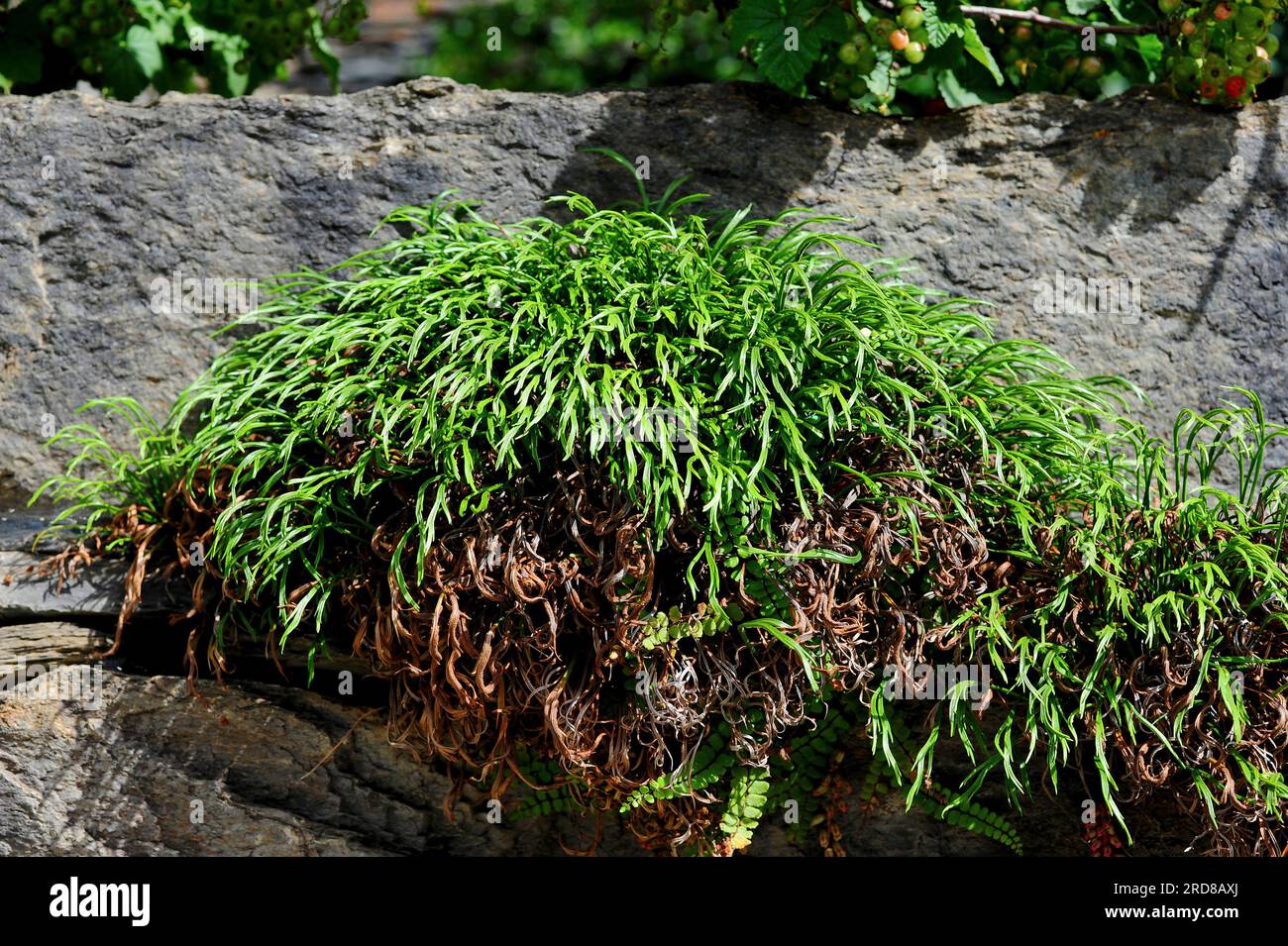 glanzmispel robusta compacta giftig Rotlaubige Glanzmispel 'Robusta Compacta' (Photinia fraseri) kaufen   pflanzenmax.de