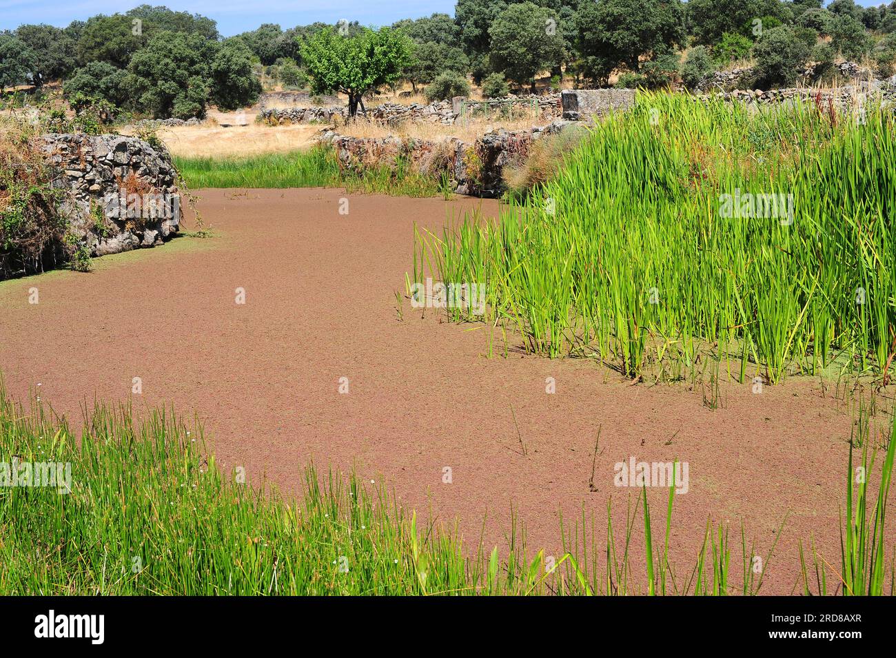 Wasserfarn (Azolla filiculoides) ist ein schwimmender Wasserfarn, der in tropischen Regionen Amerikas heimisch ist, aber in vielen Regionen der Welt eingeführt wird. Az Stockfoto