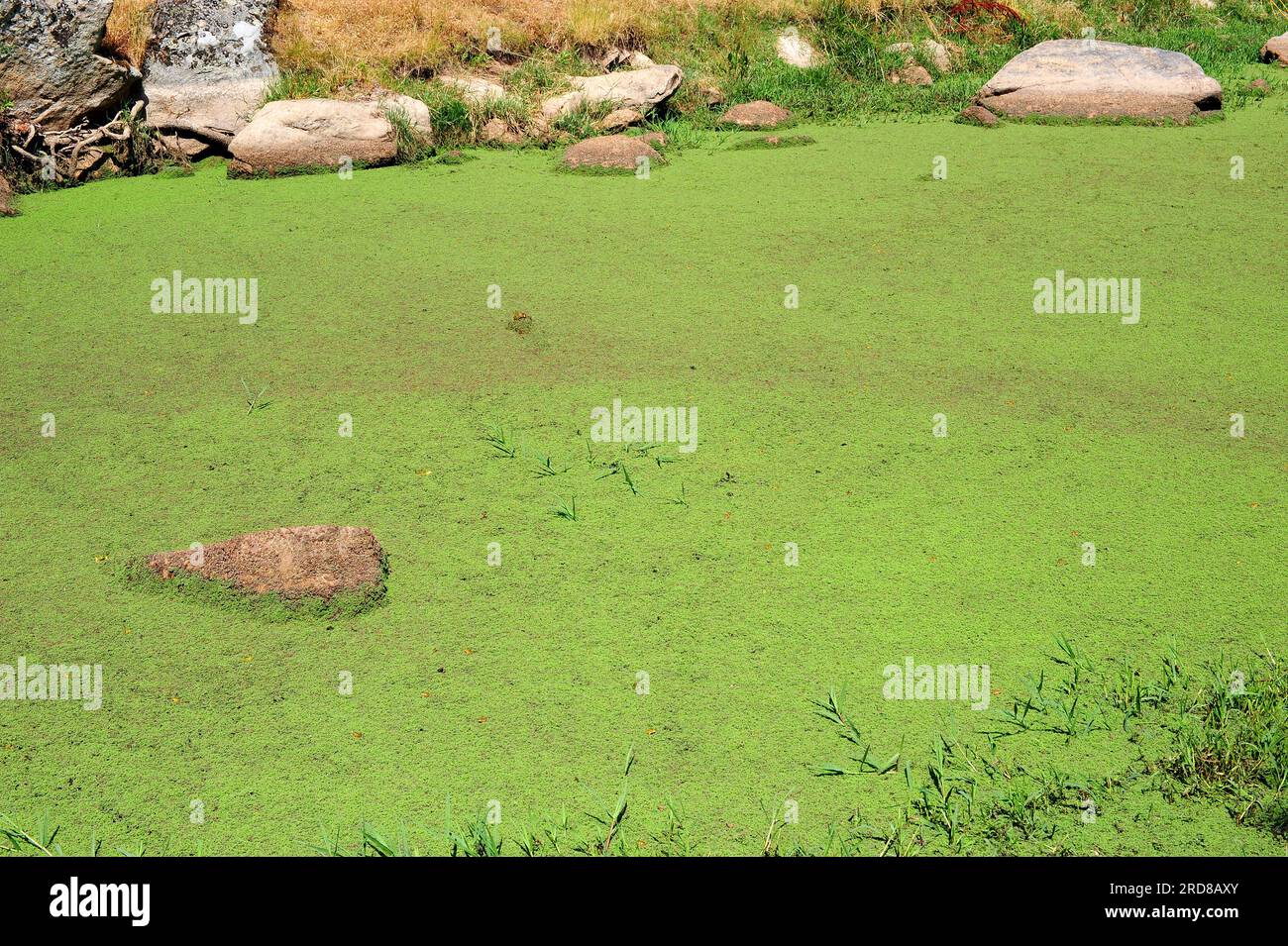 Wasserfarn (Azolla filiculoides) ist ein schwimmender Wasserfarn, der in tropischen Regionen Amerikas heimisch ist, aber in vielen Regionen der Welt eingeführt wird. Az Stockfoto