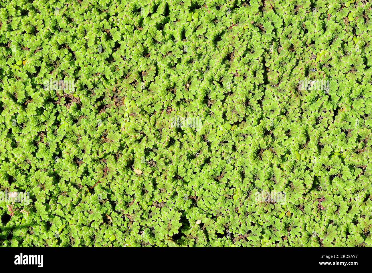 Wasserfarn (Azolla filiculoides) ist ein schwimmender Wasserfarn, der in tropischen Regionen Amerikas heimisch ist, aber in vielen Regionen der Welt eingeführt wird. Az Stockfoto