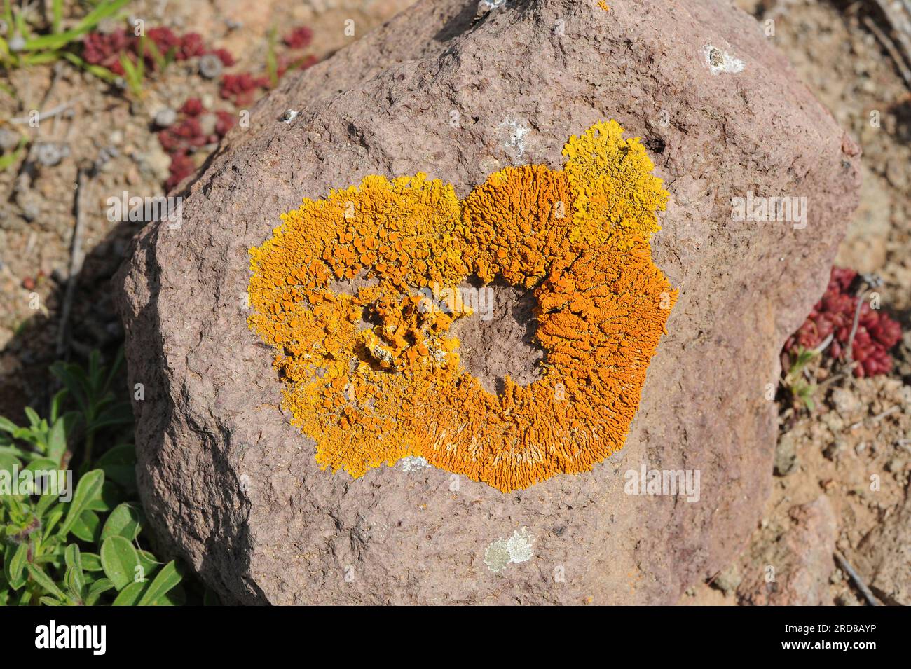 Caloplaca thallincola (rechts) und Caloplaca flavescens (links) sind zwei Arten von Kreuzflechten mit orangefarbenem oder gelbem Thallus. Pilze. Ascomycota. Te Stockfoto