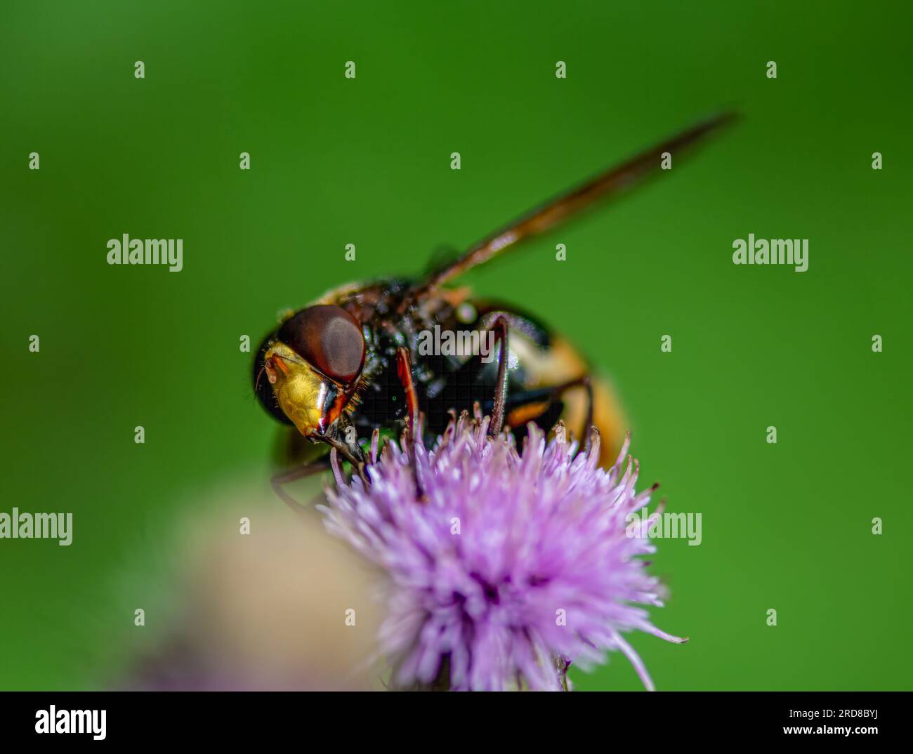 Hornet imitiert Hoverfly - Volcella zonaria Stockfoto