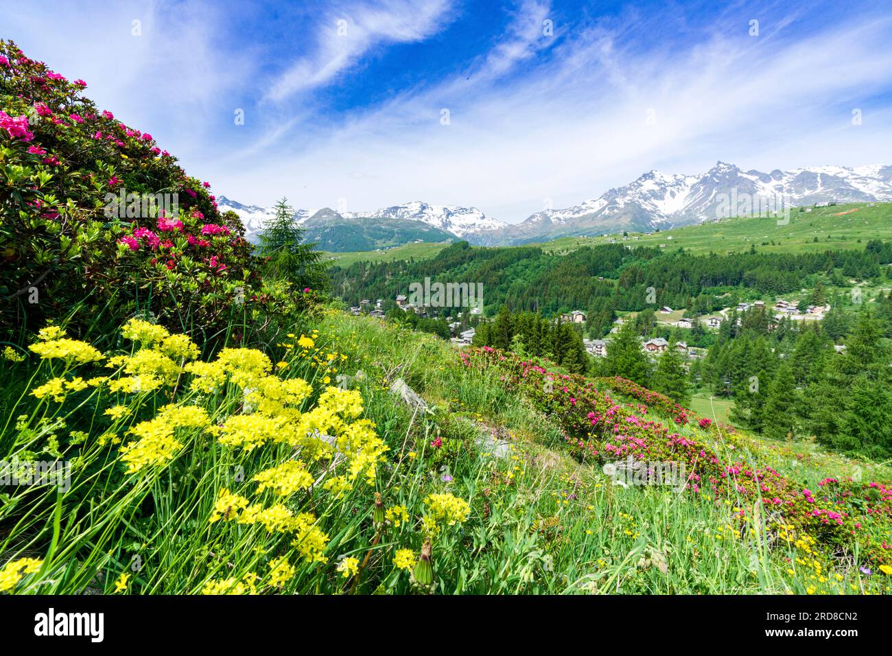 Bunte Blumen im Sommer, Madesimo, Valle Spluga, Valtellina, Lombardei, Italien, Europa Stockfoto