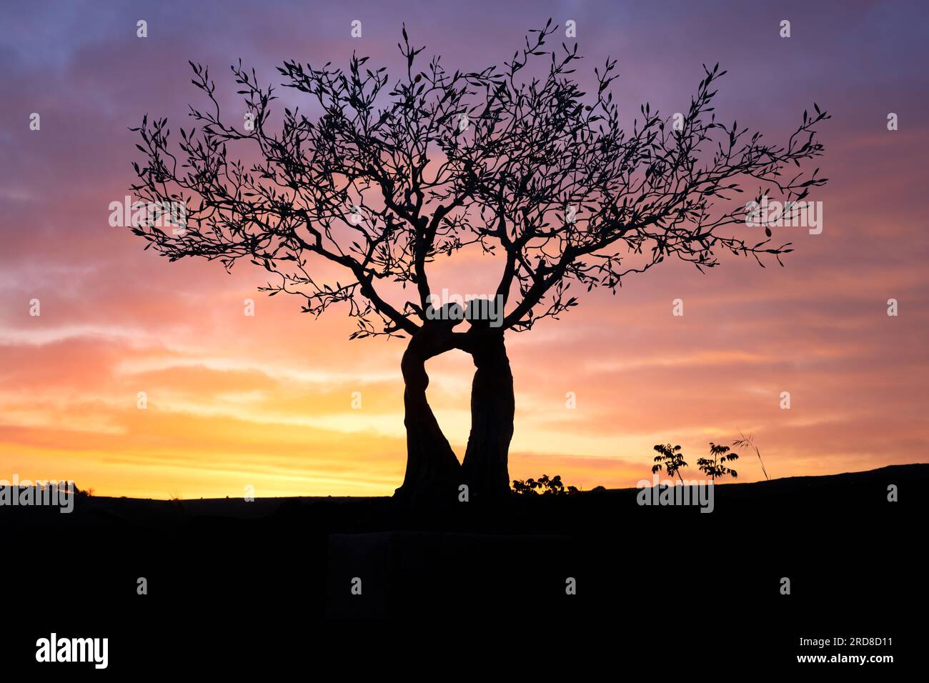 Kissing Tree at Sunrise, Matera, Basilikata, Italien, Europa Stockfoto