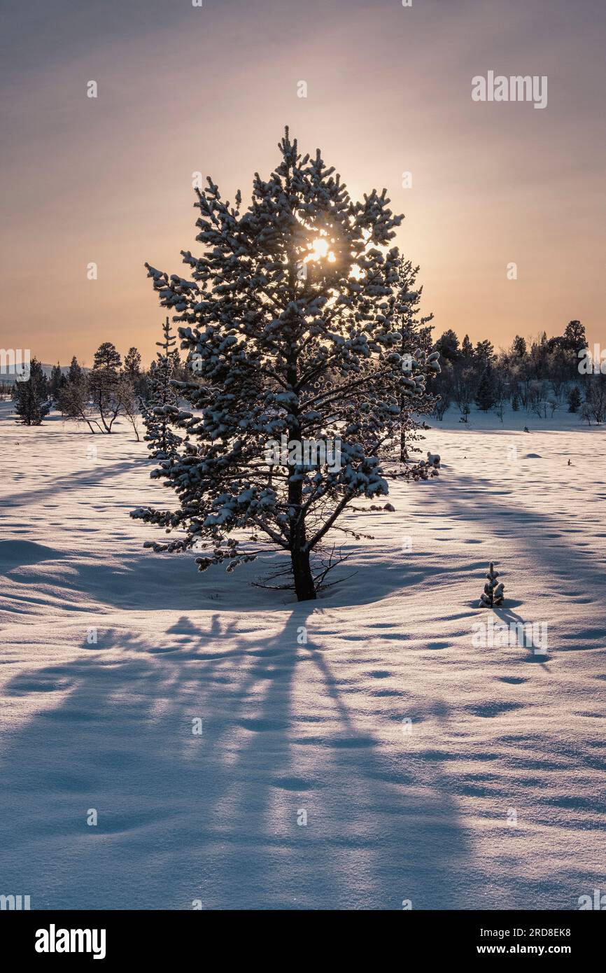 Norwegischer Kiefernbaum hoch oben auf dem Finnmark Plateau im Schnee mit Hintergrundbeleuchtung bei Sonnenuntergang im Winter, Finnmark Plateau, Polarkreis, Norwegen, Skandinavien Stockfoto