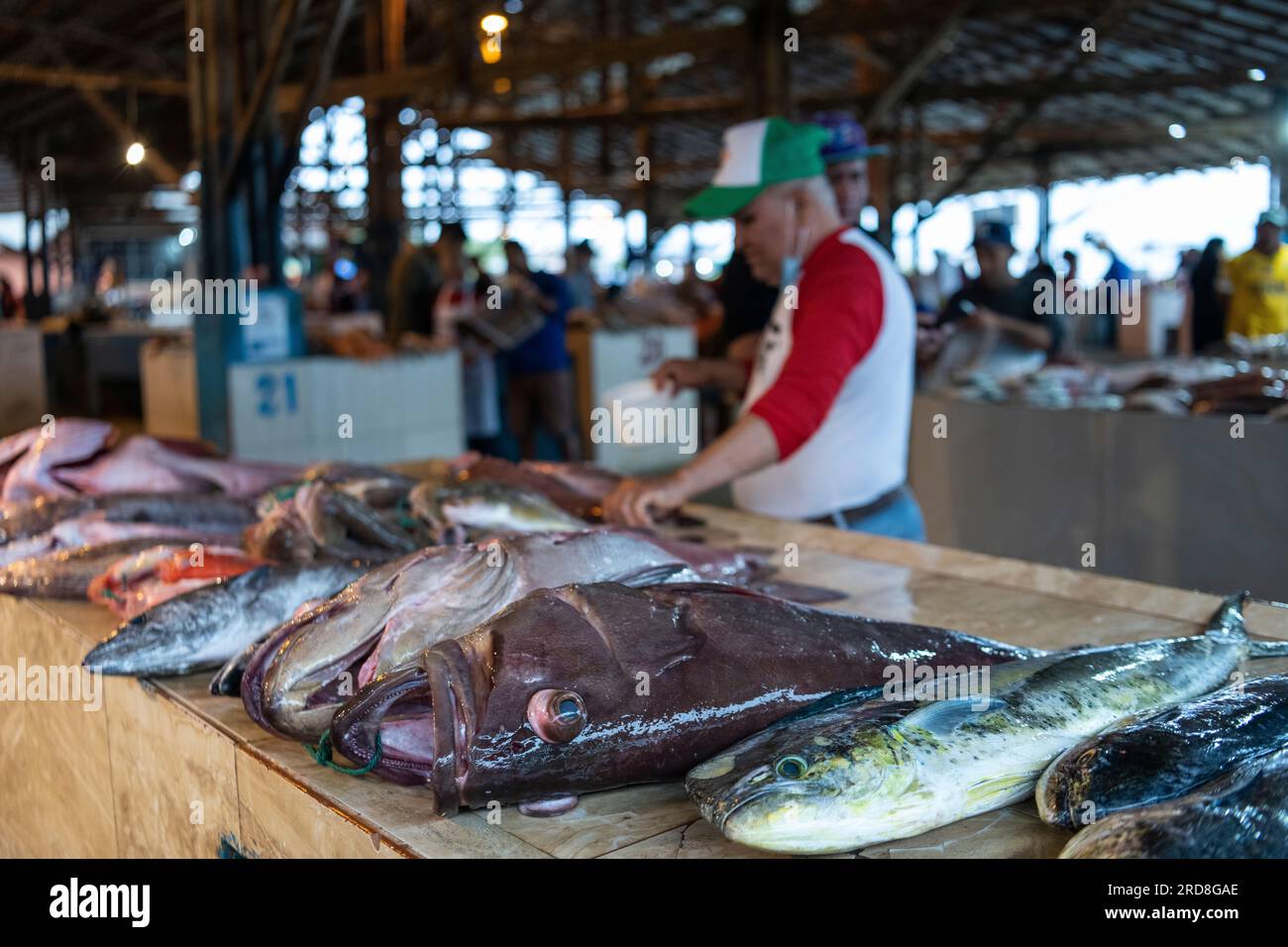 Fischmarkt, Manta, Manabi, Ecuador, Südamerika Stockfoto
