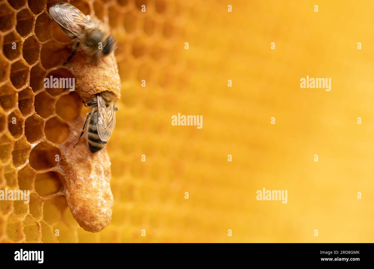 Herrschende Königsfamilie: Bienenzüchter-Schnappschuss der Bienenkönigin auf Honigwabe Stockfoto