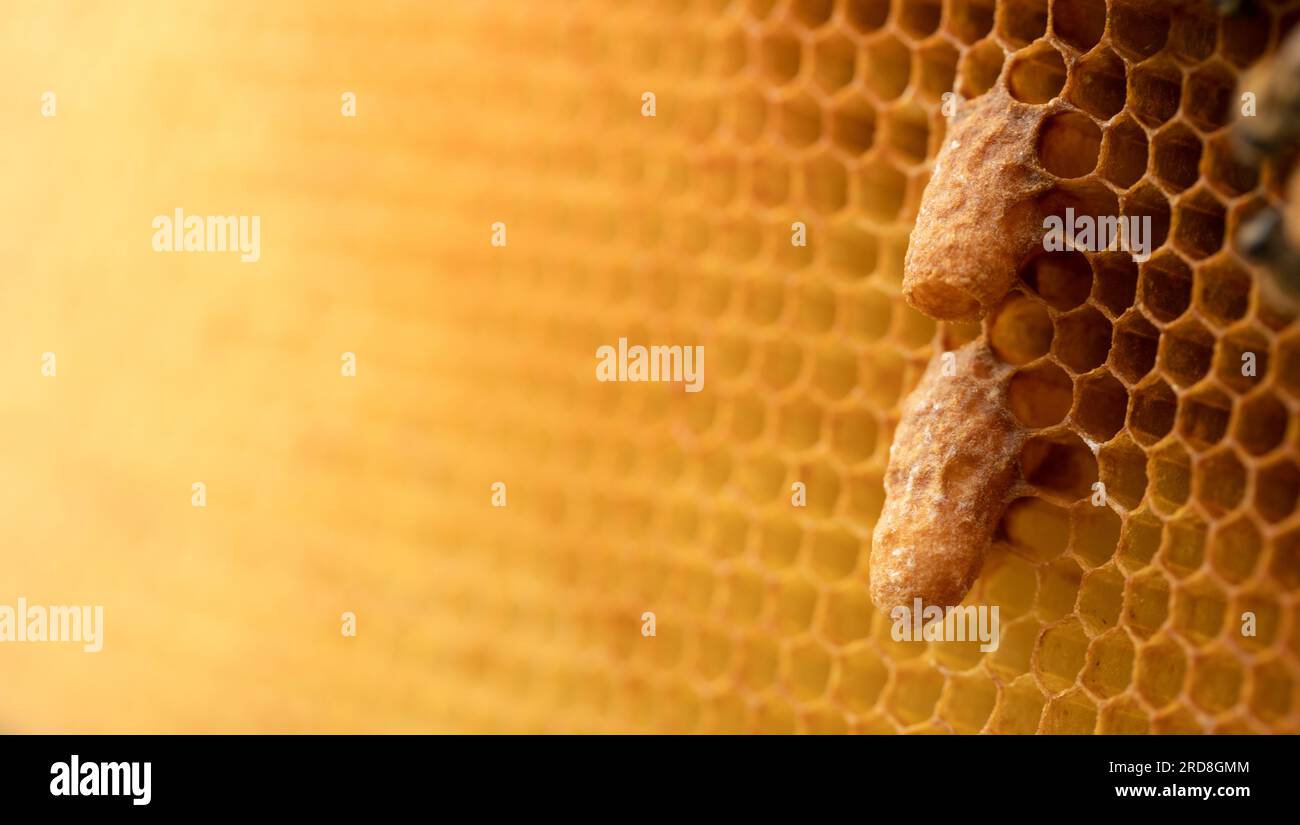 Bienenzüchter, die Bienenköniginnen auf Honigwaben zeigen Stockfoto