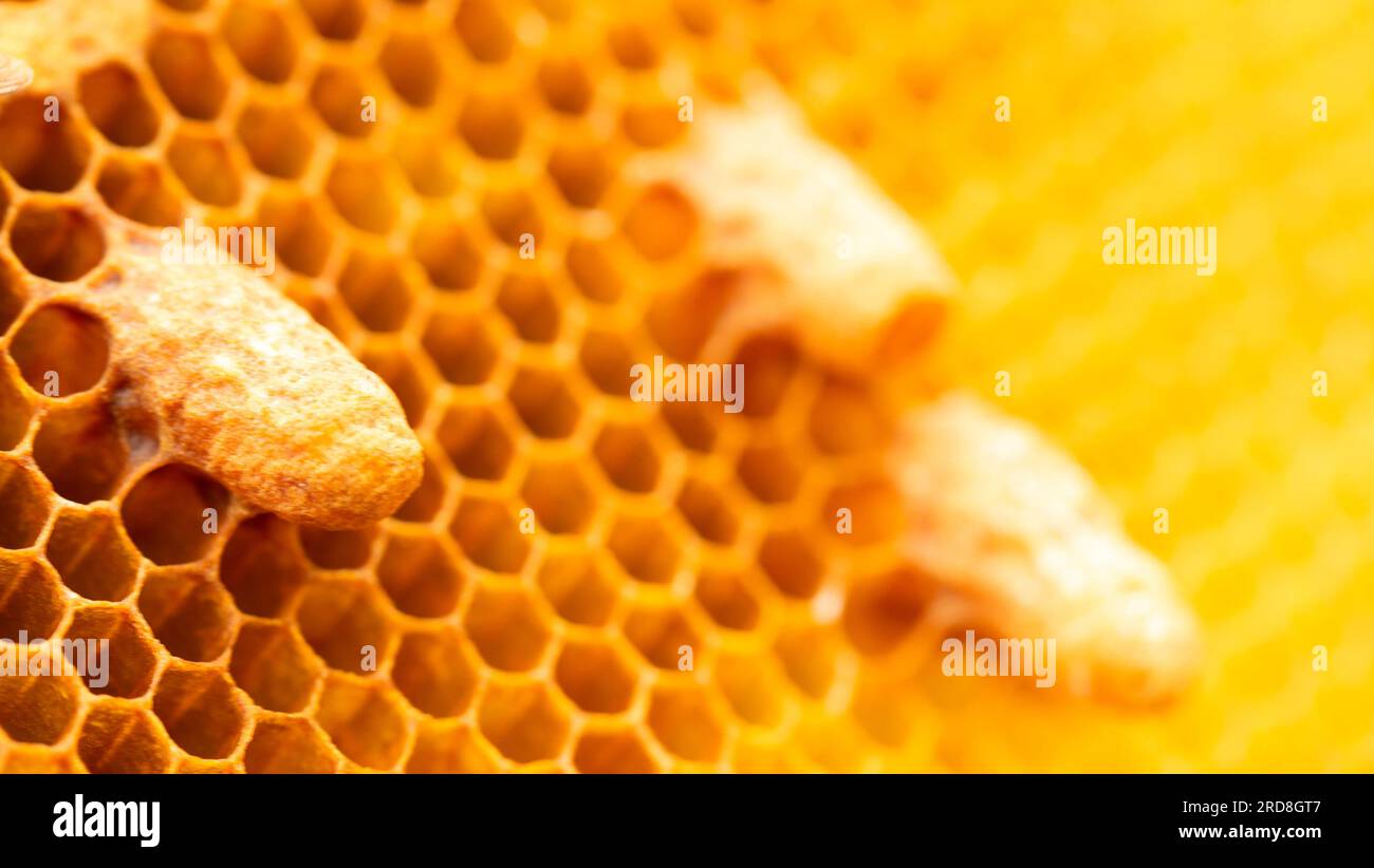 Bee Breeder's Magnificent Display: Queen Bees schmückt Honigwabenzellen Stockfoto