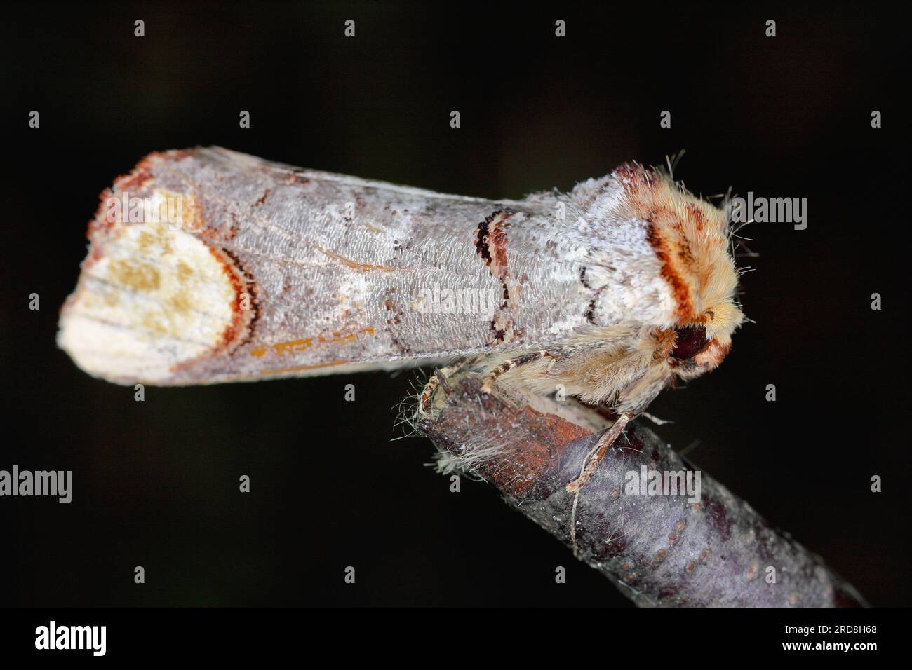 Buff-Spitze (Phalera bucephala) ist eine Motte, die in Europa und einem Teil Asiens beheimatet ist. Stockfoto