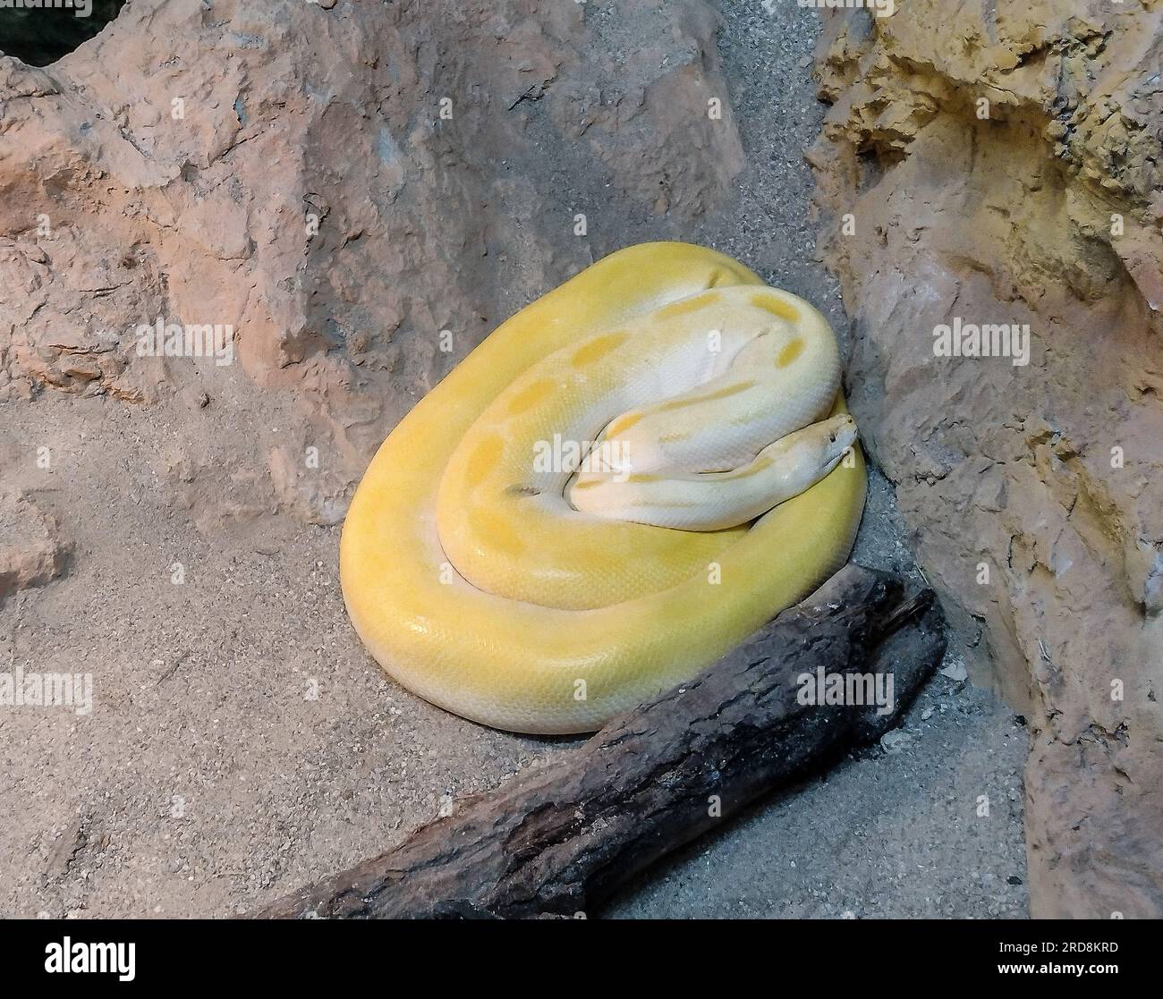 Gelbe Schlange. Großansicht. Makro Stockfoto
