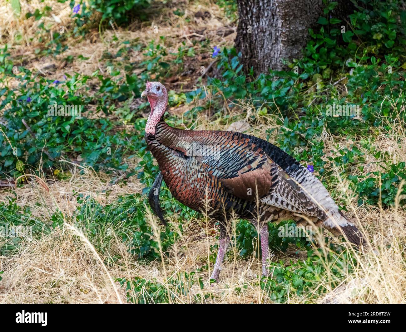 Ein erwachsener wilder truthahn, Meleagris gallopavo, auf dem Boden im Madera Canyon, Süd-Arizona. Stockfoto