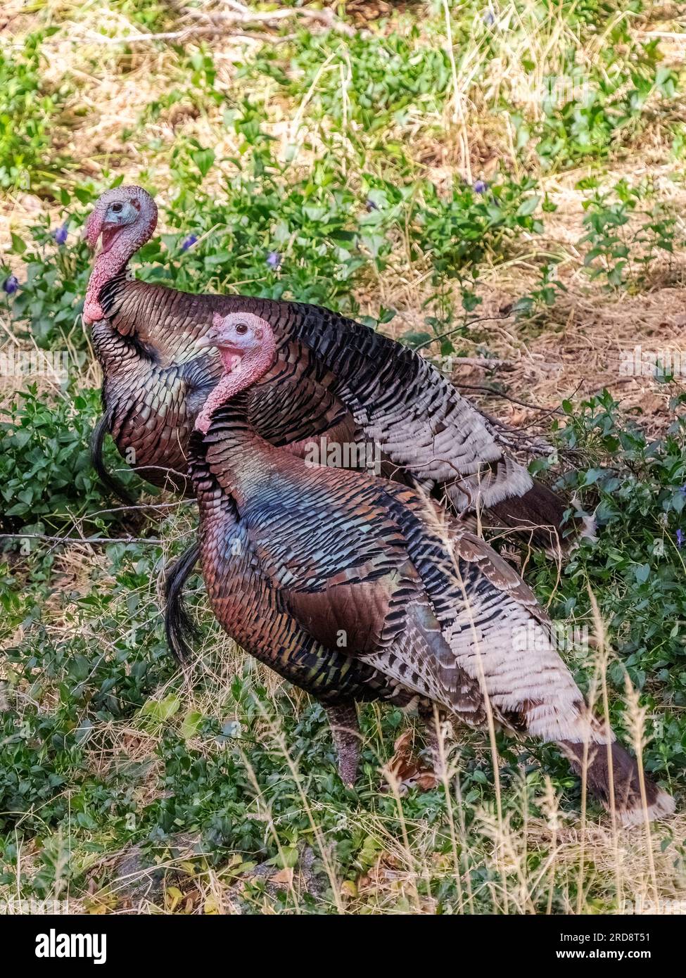 Ein Paar ausgewachsener wilder Truthähne, Meleagris gallopavo, auf dem Boden im Madera Canyon, Süd-Arizona. Stockfoto