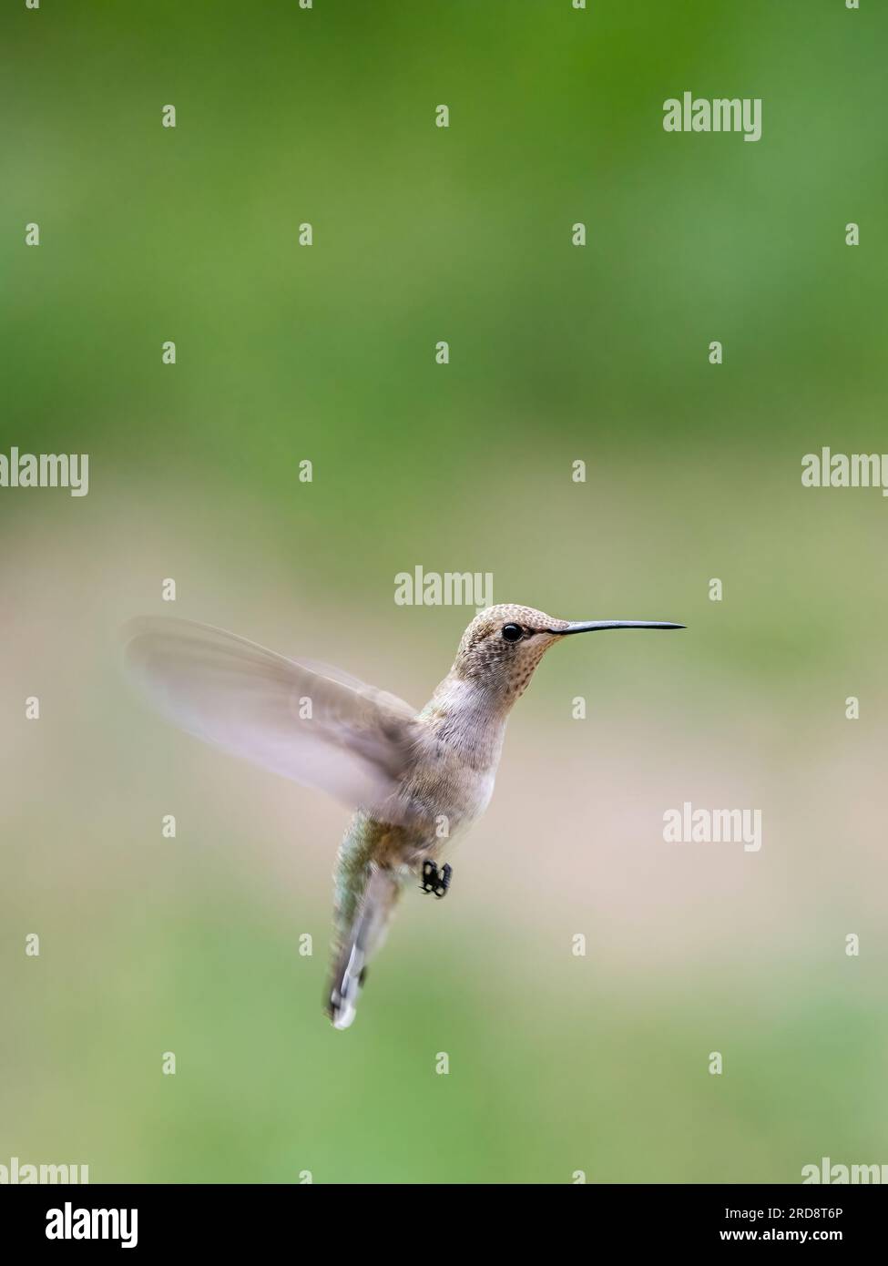 Ein erwachsener weiblicher Kolibri mit schwarzem Kinn, Arcgilochus alexandri, in Madera Canyon, Süd-Arizona. Stockfoto