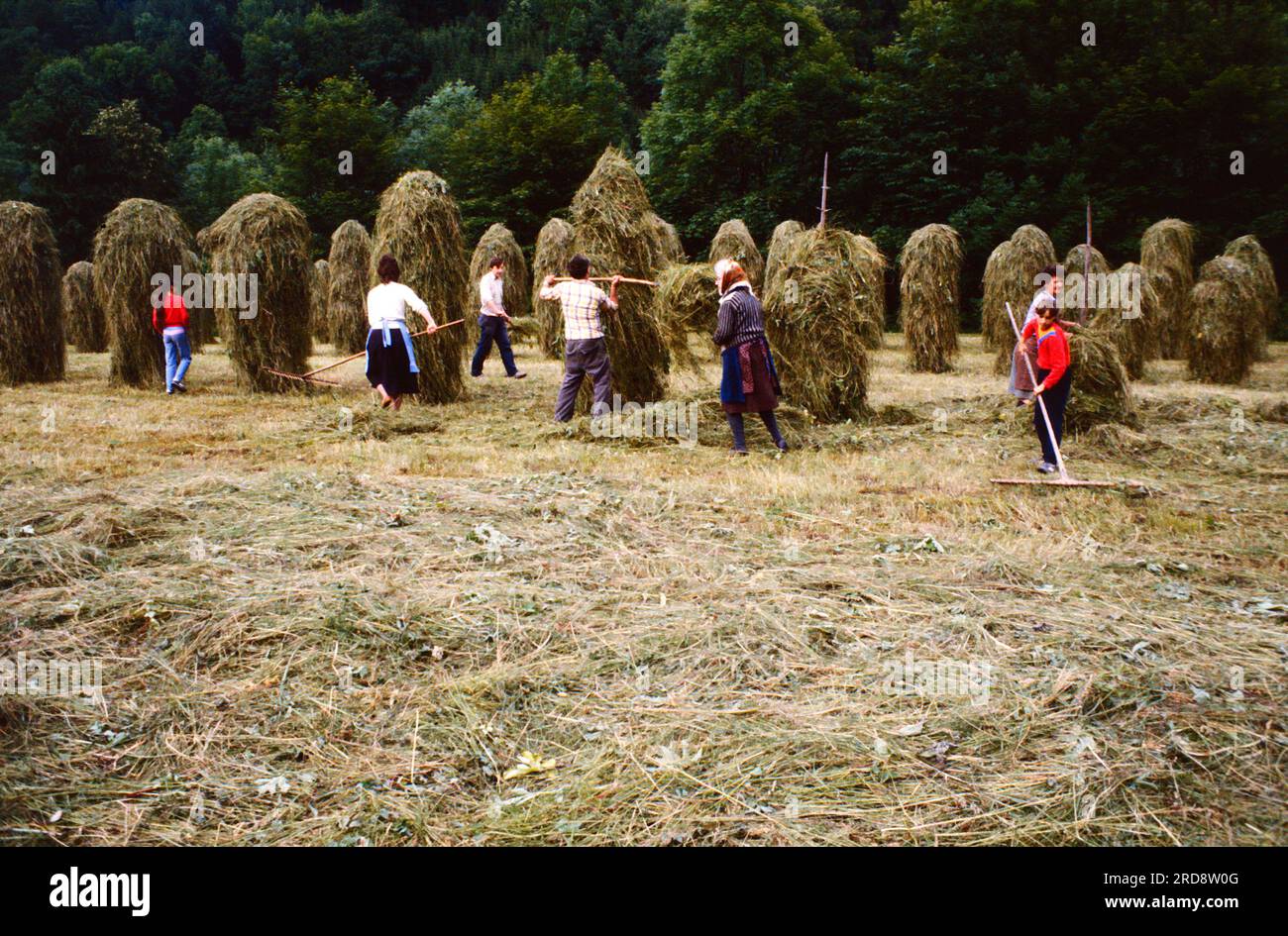 Österreich. Südtirol. Landwirtschaft. Traditionelle Heuernte. Stockfoto