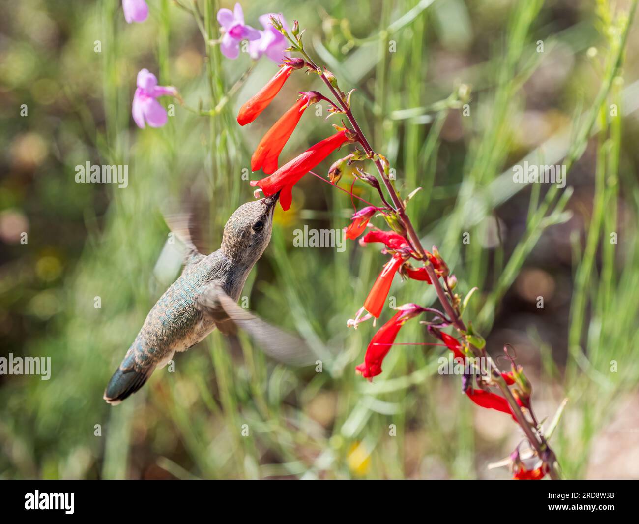 Eine Erwachsene weibliche Kolibri von Costa, Calypte Costae, füttert im Madera Canyon, Süd-Arizona. Stockfoto