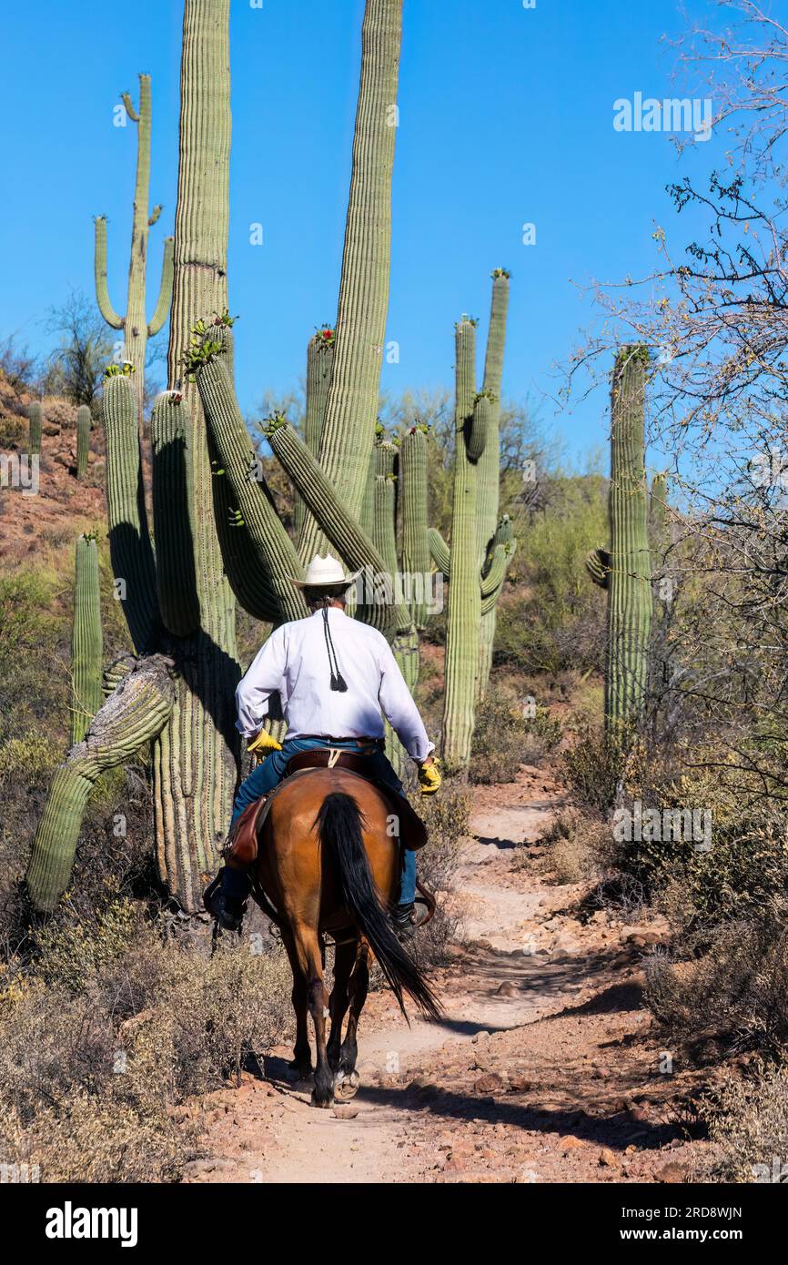 Ein Reiter inmitten von saguaro-Kakteen, Carnegiea gigantea im Sweetwater Preserve, Tucson, Arizona. Stockfoto